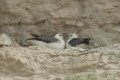 Birds: Fulmar (Fulmarus glacialis)